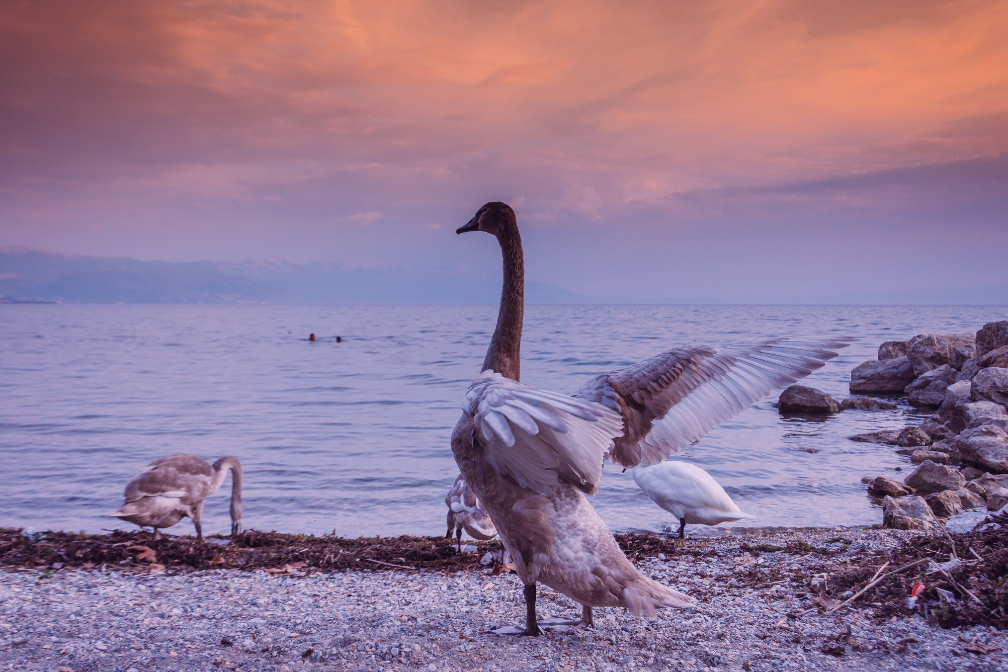 Struga Poetry Evenings — Closing Night